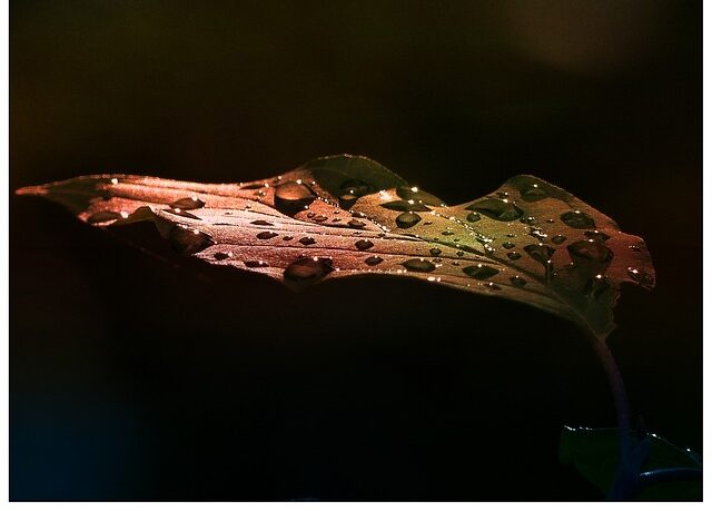 complimentele toxice